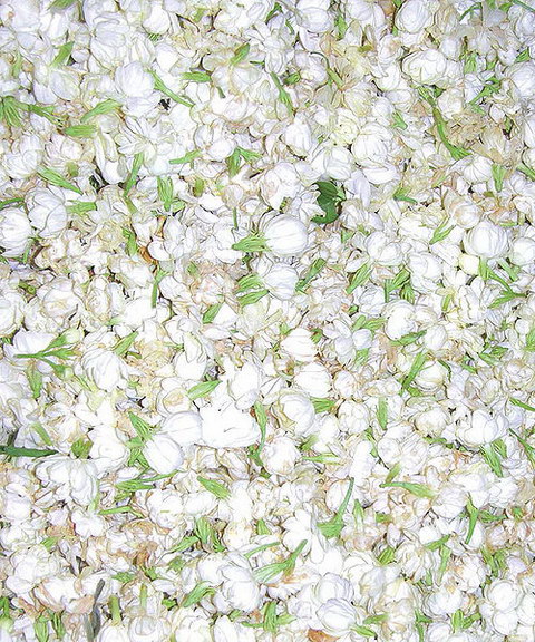 Fresh Jasmine Flowers