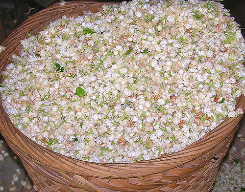 Jasmine Flower Green Tea