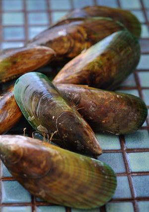 green lipped mussels