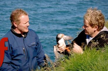 Puffin Hunting in Iceland: Gordon’s Nose-Biting Encounter! | The F Word