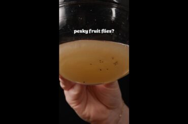 DIY Fly Trap: Easy and Eco-Friendly Solution