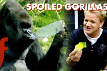 Fine Dining for Gorillas: Gordon’s Shocking Zoo Encounter | The F Word