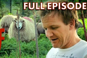 Victoria and David Beckham Save Gordon Ramsay's Lambs | Full Episodes | The F Word