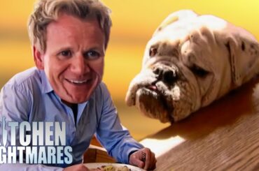 hey guys gordon met a doggy 🐶 (10/10 no notes) | Kitchen Nightmares | Gordon Ramsay