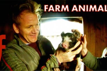 Gordon Raises His Own Farm Animals | The F Word | Gordon Ramsay