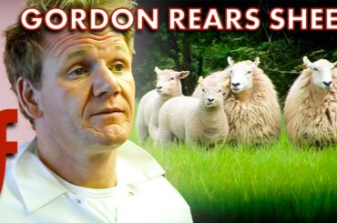Gordon Ramsay Becomes A Sheep Farmer  | The F Word | Gordon Ramsay