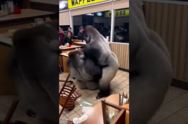 Epic Gorilla Brawl in a Restaurant! 🥊🔥 #shortsfeed #heromoments #wildliferescue #shortsviral