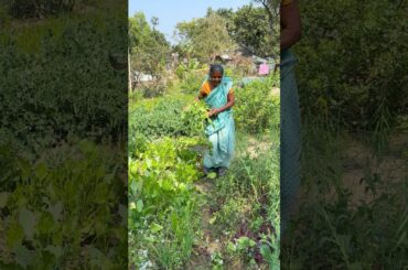 Quick Palak Sabzi Recipe | Easy Indian Spinach #shorts #cooking #recipe