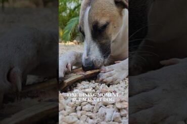 Fine Dining Moment #rescuedog #dogsofinstagram