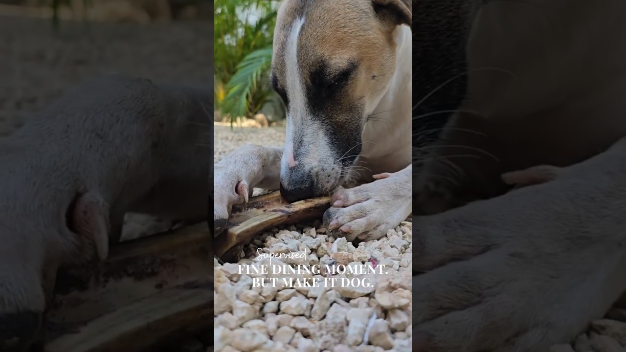 Fine Dining Moment #rescuedog #dogsofinstagram Fine Dining Moment #rescuedog #dogsofinstagram