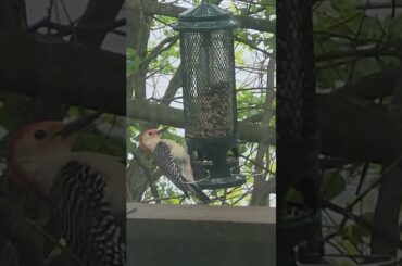 Fine dining woodpecker takes off like a boss. #shorts