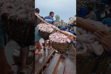 Cox's Bazar Famous Loita Fry From Sea to Lunch Table #shorts
