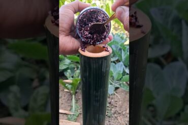 Cooking Black Rice Inside Bamboo 😲 | Fruit foodies| #shorts #youtubeshorts #shortsfeed