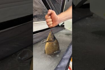 Winter Night Carp Fishing 🎣😍🔥 #top #shorts #food #cooking #outdoorcooking #fishing #usa