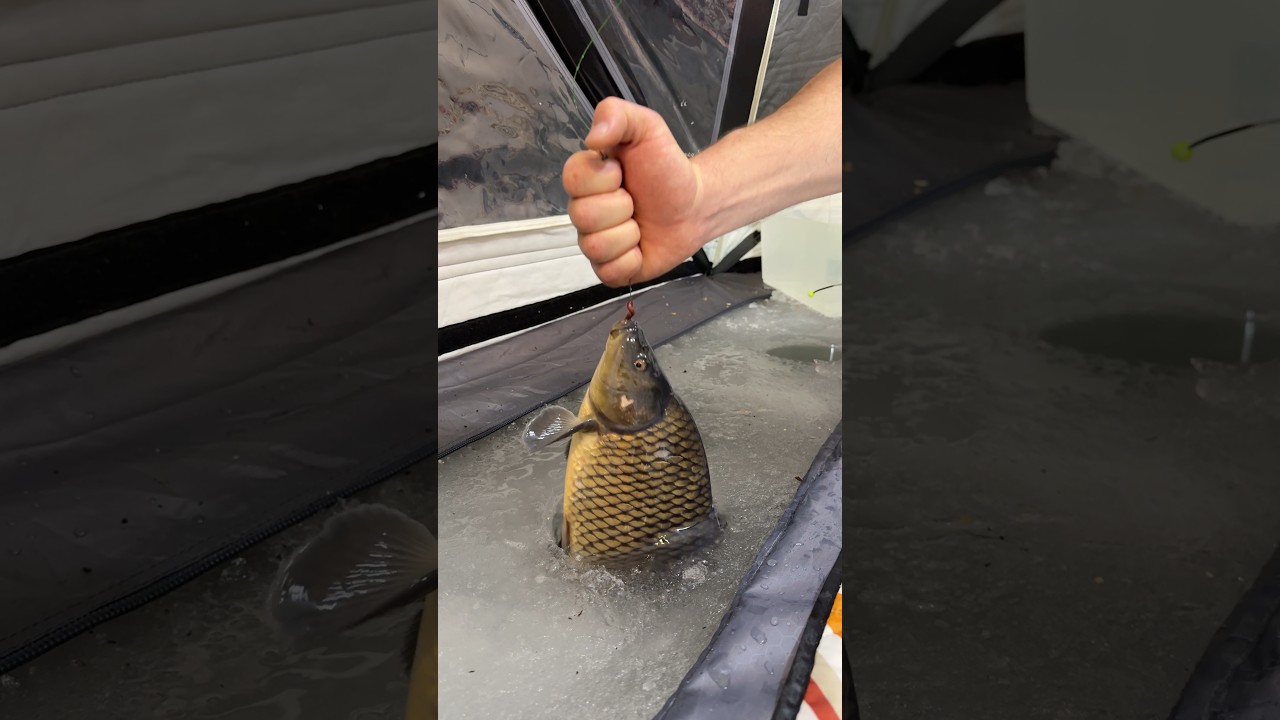 Winter Night Carp Fishing 🎣😍🔥 #top #shorts #food #cooking #outdoorcooking #fishing #usa Winter Night Carp Fishing 🎣😍🔥 #top #shorts #food #cooking #outdoorcooking #fishing #usa