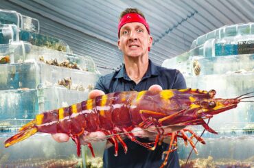 Eating Every Shrimp in Asia!