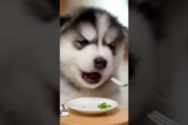 Fine Dining Puppy #asmr #dogshorts #husky