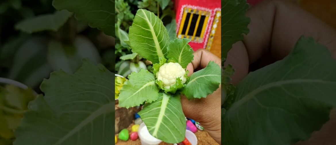 miniature mini gobi recipe cooking mini cooking #shorts #mini #gobi #tiny #food #cooking #viral