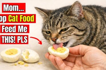 15 Human Foods Cats Actually Need More Than Cat Food ( Less Cost -  More Health )