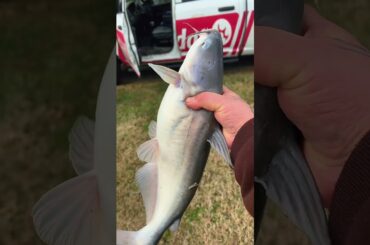 Cooking some science #fishing #cooking #outdoors