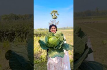 Bengali new Cabbage Kofta Curry 🍛 #shorts #trending #cooking #youtubeshorts #cooking #recipe