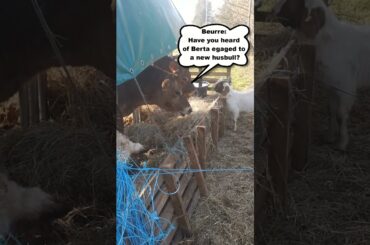 Fine dining #farming #jerseycows