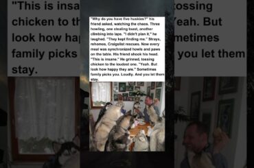 Man really turned his dining room into a full wolf convention 🐺🍽️