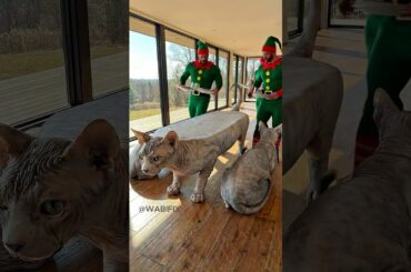 INSANE TABLE😱 Sphynx Cat Dining Room Set