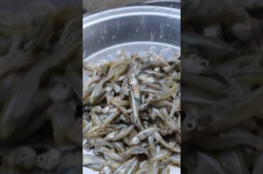 Machhali saaf kaise karen| Machhali paramparik tarike se#Fish#short#shortvideos #cooking