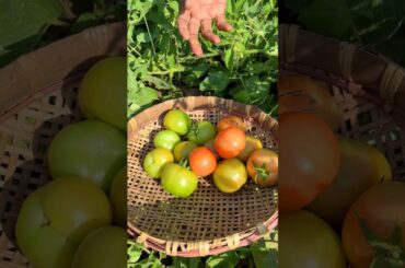 Fish Curry with Tomato | Simple Village Style Cooking 🍅🐟 #shorts #recipe #cooking