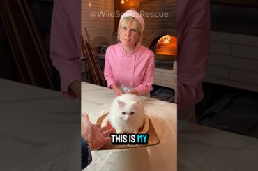 I Saved a Kitchen Cat While She Was Making Pizza…Heartbreaking Rescue Inside🐱#animals #animalrescue