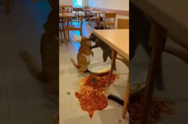 Worst Waiters Ever 😂🍽️ | Cat Restaurant Disaster#FunnyCats#CatComedy#ChefCat#HotelChaos