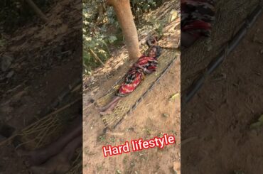 tribe people lifestyle || cooking and eating || poor #cooking #food #tribalunity #rurallife