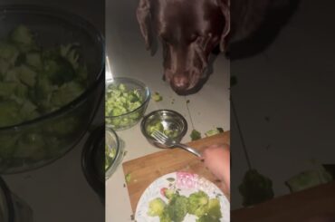 Toffee’s fine dining era #toffee #luxurydog #chocolatelab #petparents