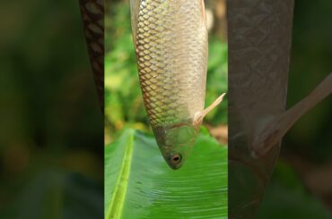 Fish Fry || Taya fish fry recipe #food #asmr #cooking #shorts