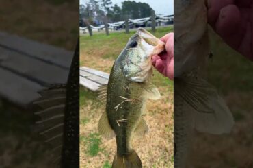 Fishing a street pipe #fishing #cooking #outdoors