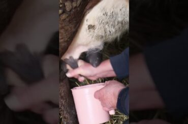 Rural farm to table cheese making #homestead #traditional #asmr  #food #cooking #recipe #chef