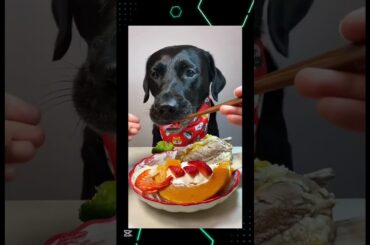 Dog Mukbang With Fine Dining Food | Relaxing ASMR #dogeatingfood #dogeating #dogfood #dog