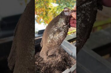 Little fishing hack #fishing #cooking #outdoors