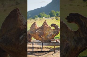 Whole Camel Slow Roasted in an Underground Oven #food #cooking #bbqlovers