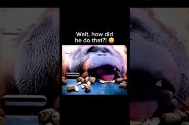 This orangutan's dining skills are WILD! 🤯 #shorts