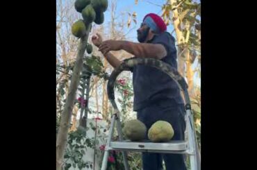 Farm Fresh Papaya = Next Level Morning Energy 🍃 | Chef Harpal Singh