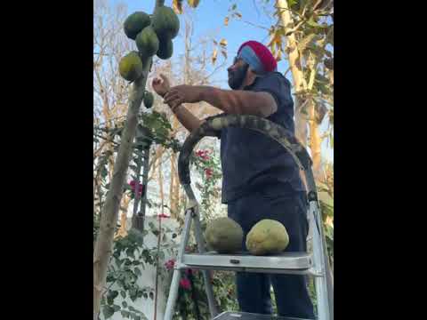 Farm Fresh Papaya = Next Level Morning Energy 🍃 | Chef Harpal Singh