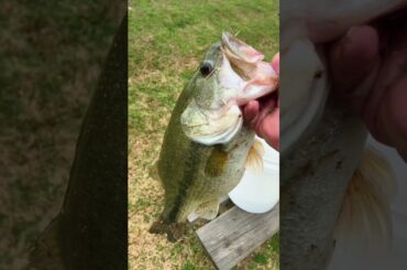 Cooking a GIANT bass #outdoors #fishing #cooking