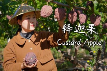 Custard apple—shaped like a Buddha’s head, sweet as honey. Perfect for the Lantern Festival.【滇西小哥】