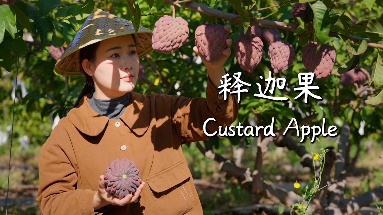Custard apple—shaped like a Buddha’s head, sweet as honey. Perfect for the Lantern Festival.【滇西小哥】 Custard apple—shaped like a Buddha’s head, sweet as honey. Perfect for the Lantern Festival.【滇西小哥】
