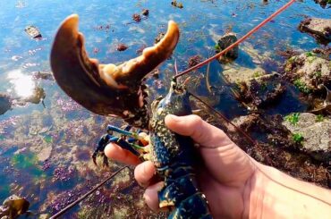Coastal Foraging - Lobsters & Abalone ! Catch & Cook LOBSTER