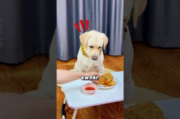 This Labrador Demands Fine Dining Service 🍗😂