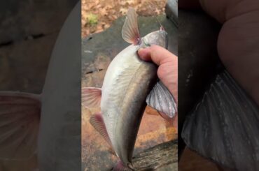 The perfect catfish #fishing #outdoors #cooking