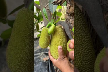 Village Style Raw Jackfruit Curry | Simple Homemade Recipe #shorts #cooking #recipe